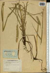 Alopecurus arundinaceus Poir., Eastern Europe, South Ukrainian region (E12) (Ukraine)