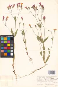 Gypsophila vaccaria (L.) Sm., Eastern Europe, Moscow region (E4a) (Russia)