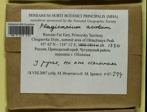 Plagiomnium acutum (Lindb.) T.J. Kop., Bryophytes, Bryophytes - Russian Far East (excl. Chukotka & Kamchatka) (B20) (Russia)