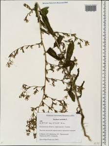 Lactuca serriola L., Eastern Europe, Central forest region (E5) (Russia)