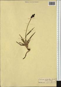 Carex bigelowii Torr. ex Schwein., Western Europe (EUR)
