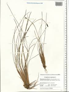 Eriophorum vaginatum L., Eastern Europe, Northern region (E1) (Russia)