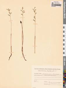 Corallorhiza trifida Châtel., Siberia, Yakutia (S5) (Russia)