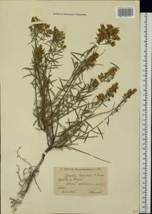 Genista tinctoria subsp. tinctoria, Eastern Europe, Lower Volga region (E9) (Russia)