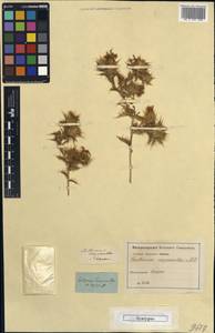 Carthamus oxyacanthus M. Bieb., Unclassified