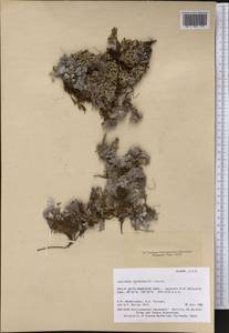 Saxifraga eschscholtzii Sternb., America (AMER) (United States)