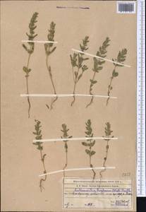 Lallemantia royleana (Benth.) Benth., Middle Asia, Western Tian Shan & Karatau (M3) (Kazakhstan)