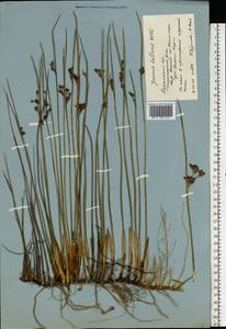 Juncus balticus Willd., Eastern Europe, Northern region (E1) (Russia)