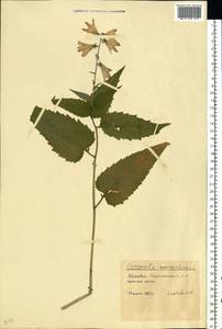 Campanula rapunculoides L., Eastern Europe, Moldova (E13a) (Moldova)