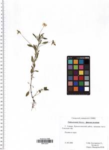 Viola arvensis Murray, Eastern Europe, Middle Volga region (E8) (Russia)
