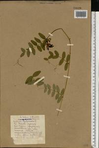 Vicia sepium L., Eastern Europe, North-Western region (E2) (Russia)