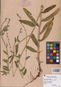 Amsinckia menziesii (Lehm.) A. Nelson & J. F. Macbr., Eastern Europe, North-Western region (E2) (Russia)