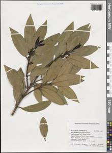 Magnoliopsida, Australia & Oceania (AUSTR) (New Zealand)