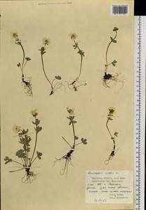 Ranunculus nivalis L., Siberia, Western Siberia (S1) (Russia)