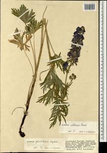 Aconitum glandulosum Rapaics, Mongolia (MONG) (Mongolia)