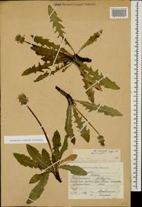 Taraxacum confusum Schischk., Caucasus, Stavropol Krai, Karachay-Cherkessia & Kabardino-Balkaria (K1b) (Russia)