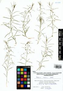 Thesium repens Ledeb., Siberia, Baikal & Transbaikal region (S4) (Russia)