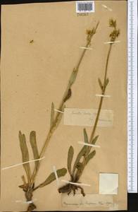 Swertia lactea A. Bunge, Middle Asia, Pamir & Pamiro-Alai (M2)