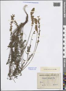 Onobrychis arenaria (Kit.) DC., Middle Asia, Dzungarian Alatau & Tarbagatai (M5) (Kazakhstan)