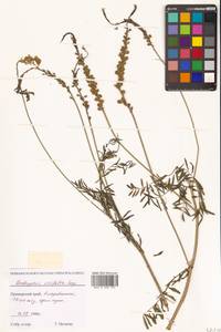 Onobrychis viciifolia Scop., Siberia, Russian Far East (S6) (Russia)