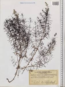 Galium verum subsp. verum, Siberia, Central Siberia (S3) (Russia)