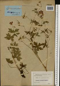 Geranium palustre L., Eastern Europe, South Ukrainian region (E12) (Ukraine)