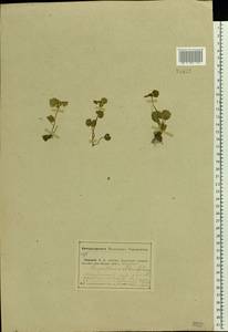 Chrysosplenium alternifolium L., Eastern Europe, Middle Volga region (E8) (Russia)