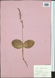 Neottia ovata (L.) Bluff & Fingerh., Eastern Europe, Central region (E4) (Russia)