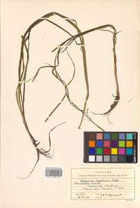 Sparganium hyperboreum Laest. ex Beurl., Siberia, Chukotka & Kamchatka (S7) (Russia)