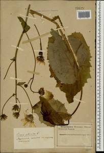 Crepis sibirica L., Eastern Europe, Northern region (E1) (Russia)