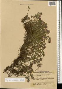 Thymus praecox subsp. caucasicus (Willd. ex Ronniger) Jalas, Caucasus, South Ossetia (K4b) (South Ossetia)