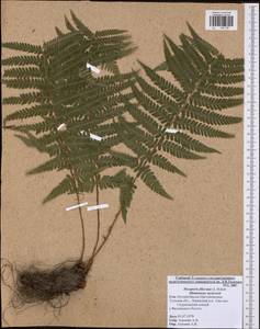 Dryopteris filix-mas (L.) Schott, Eastern Europe, Central region (E4) (Russia)