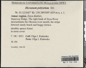 Dicranum polysetum Sw., Bryophytes, Bryophytes - Russian Far East (excl. Chukotka & Kamchatka) (B20) (Russia)