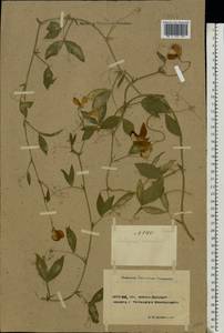 Lathyrus odoratus L., Eastern Europe, Rostov Oblast (E12a) (Russia)