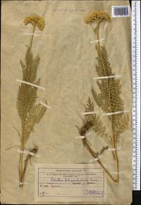 Achillea filipendulina Lam., Middle Asia, Western Tian Shan & Karatau (M3) (Uzbekistan)