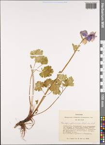 Aquilegia glandulosa Fisch., Siberia, Altai & Sayany Mountains (S2) (Russia)