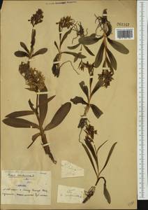 Dactylorhiza sambucina (L.) Soó, Western Europe (EUR) (Serbia)