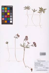 Geranium tuberosum L., Eastern Europe, Lower Volga region (E9) (Russia)