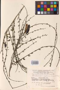 Cytisus scoparius (L.) Link, Eastern Europe, West Ukrainian region (E13) (Ukraine)
