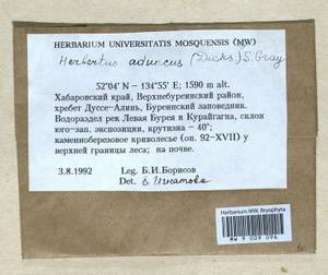 Herbertus dicranus (Taylor) Trevis., Bryophytes, Bryophytes - Russian Far East (excl. Chukotka & Kamchatka) (B20) (Russia)