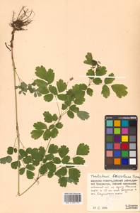 Thalictrum baicalense Turcz. ex Ledeb., Siberia, Russian Far East (S6) (Russia)