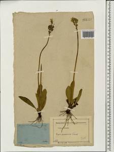 Crepis praemorsa (L.) Tausch, Eastern Europe, Moscow region (E4a) (Russia)