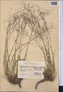 Gypsophila aulieatensis B. Fedtsch., Middle Asia, Muyunkumy, Balkhash & Betpak-Dala (M9) (Kazakhstan)