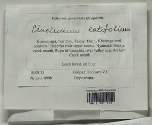 Cinclidium latifolium Lindb., Bryophytes, Bryophytes - Krasnoyarsk Krai, Tyva & Khakassia (B17) (Russia)