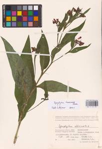 Symphytum tanaicense Steven, Eastern Europe, Lower Volga region (E9) (Russia)