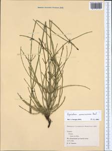 Equisetum ramosissimum Desf., Western Europe (EUR) (Spain)