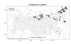 Eriophorum callitrix Cham. ex C.A.Mey., Atlas of the Russian Flora (FLORUS) (Russia)