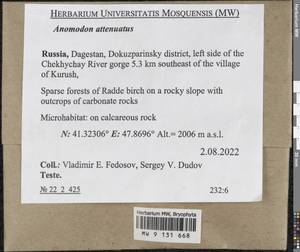 Pseudanomodon attenuatus (Hedw.) Ignatov & Fedosov, Bryophytes, Bryophytes - North Caucasus & Ciscaucasia (B12) (Russia)