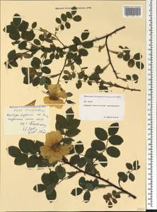 Rosa oxyodon Boiss., Caucasus, North Ossetia, Ingushetia & Chechnya (K1c) (Russia)
