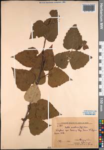 Betula pendula subsp. mandshurica (Regel) Ashburner & McAll., Siberia, Russian Far East (S6) (Russia)